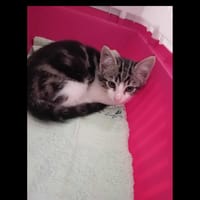 Cosy, chat à adopter