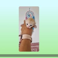 Eston, chat à adopter