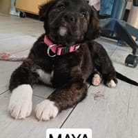 Maya, chienne à adopter