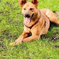 Wandzia, suczka do adopcji