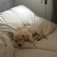 Lumi, suczka do adopcji