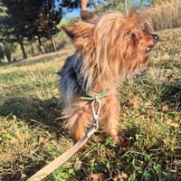 Mika, suczka do adopcji