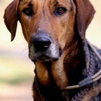 THOR, chien à adopter