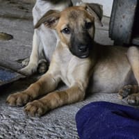 Latté, chienne à adopter