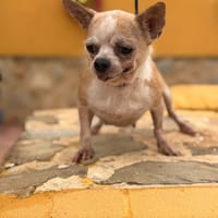 DARIA (lara), chienne à adopter