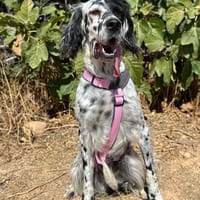 LEYLA (Animalea), chienne à adopter