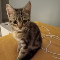 COTON, chat à adopter