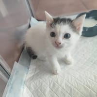 CALINE, chatte à adopter