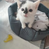 VIRGULE, chatte à adopter
