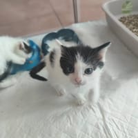 Myrtille, chatte à adopter