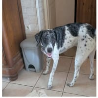 LOUKI, chien à adopter