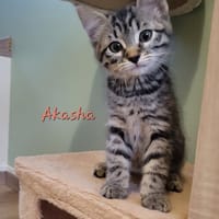 AKASHA, chatte à adopter