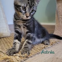 ASTREA, chatte à adopter
