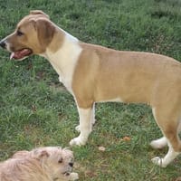APPRIL, chienne à adopter