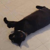 MINETTE, chatte à adopter