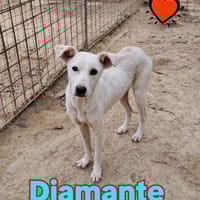 DIAMANTE cucciolo, cane da adottare