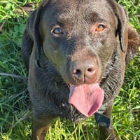 ZELDA, cane femmina da adottare