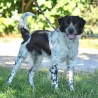 FINN, chien à adopter
