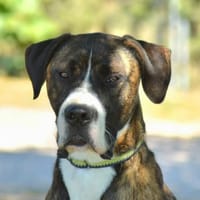 BJORN, chien à adopter