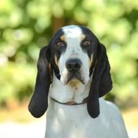 ARON, chien à adopter