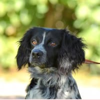 SANTOU, chien à adopter