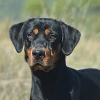 VERDI, chien à adopter