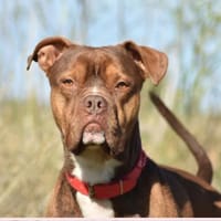 SPIKE, chien à adopter