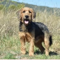 SKIPPER, chien à adopter