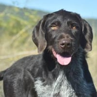 VICTOR, chien à adopter