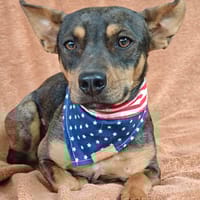 Kana, chienne à adopter
