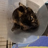 Borówka, kotka do adopcji