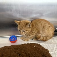 Julek, kot do adopcji
