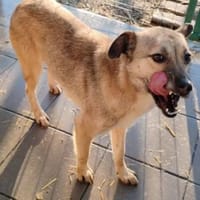 NOVA, die Schöne, Hündin zur Adoption