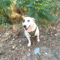 Ausgeglichene freundliche Bella, Hündin zur Adoption