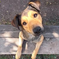 Richie ist ein lieber, süßer Kerl, Hund zur Adoption