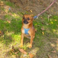 Bambi und zauberhaftes Mädchen, Hündin zur Adoption