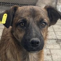 PACO-abenteuerlustiger Jung-Rüde, 36 cm, Hund zur Adoption