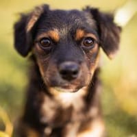 Pekinesen-Mix ♥Koharu♥ in 48153 Münster, Hund zur Adoption