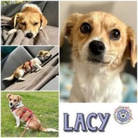 Lacy * kl. Hundemädchen mit gr. Herzen, Hündin zur Adoption