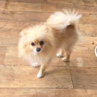 Pomeranien Banu sucht Körbchen, Hündin zur Adoption