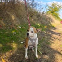 Toller kleiner Bimbo, Hund zur Adoption