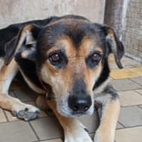 Hundeopi SPIKE, Hund zur Adoption