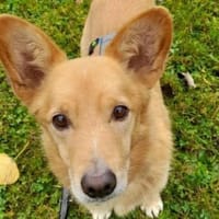 Hundeschatz PERCY, Hund zur Adoption