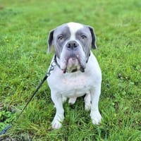 Nigel - sucht einen tollen Menschen, Hund zur Adoption
