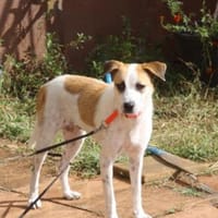 Veselina ein tolles Mädchen, Hündin zur Adoption