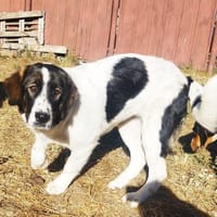 Tolle liebe Linda, Hündin zur Adoption