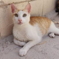Lebhafte Luna sucht Zuhause mit Freilauf, Katze zur Adoption