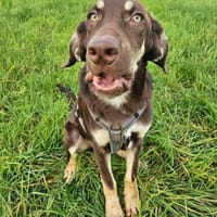Bruno ein entspannter Junghund, Hund zur Adoption