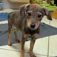 Mimi sucht ein liebevolles Zuhause, Hündin zur Adoption