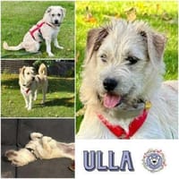 Ulla * kl. Welpenmädchen sucht gr. Glück, Hündin zur Adoption